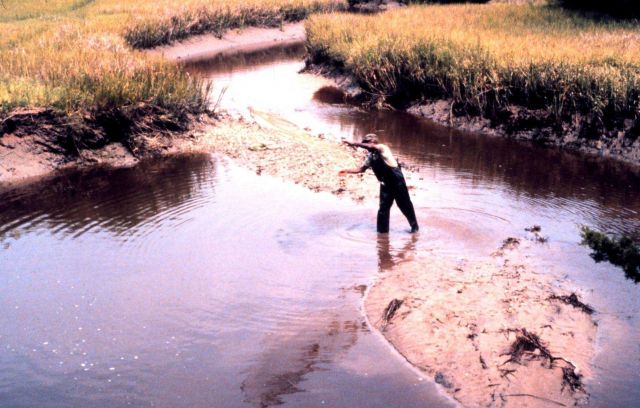 Sapelo Island National Estuarine Research Reserve. Picture