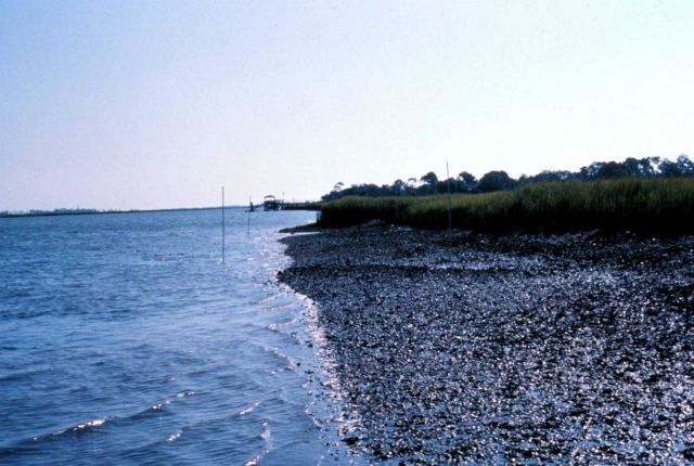 ACE Basin National Estuarine Research Reserve Picture