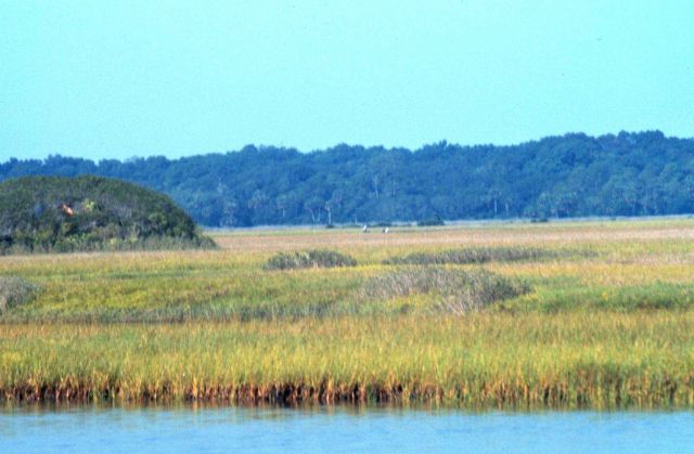 Guana Tolomato Matanzas National Estuarine Research Reserve. Picture