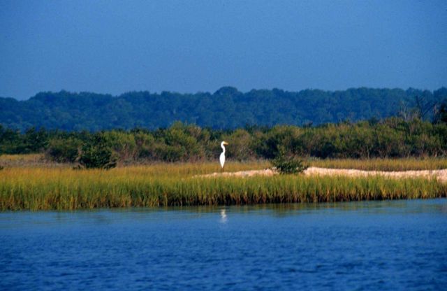 Guana Tolomato Matanzas National Estuarine Research Reserve. Picture
