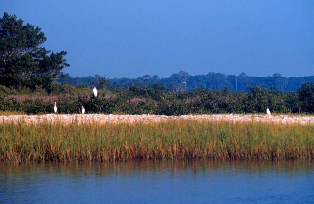 Guana Tolomato Matanzas National Estuarine Research Reserve. Picture