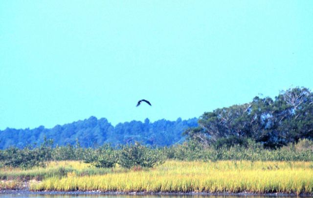 Guana Tolomato Matanzas National Estuarine Research Reserve. Picture