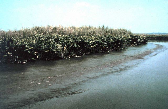 Chesapeake Bay Virginia National Estuarine Research Reserve Picture