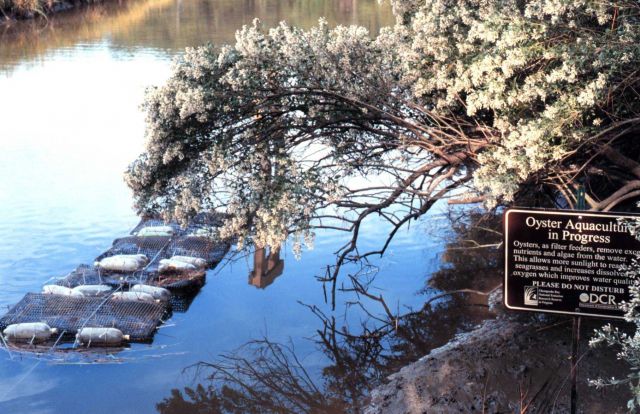 Chesapeake Bay Virginia National Estuarine Research Reserve Picture