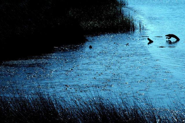 Weeks Bay National Estuarine Research Reserve Picture