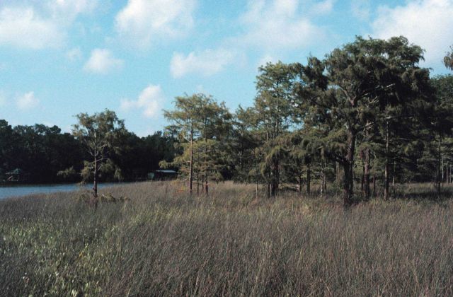 Weeks Bay National Estuarine Research Reserve Picture