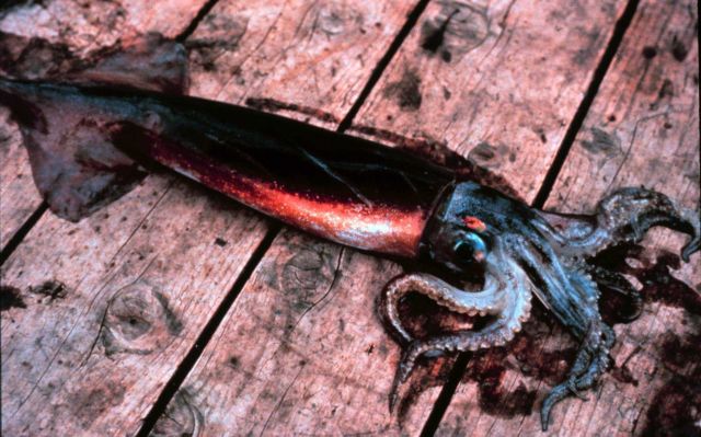 Weeks Bay National Estuarine Research Reserve Picture