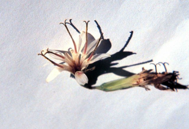 Waquoit Bay National Estuarine Research Reserve Picture