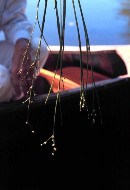 Waquoit Bay National Estuarine Research Reserve Picture