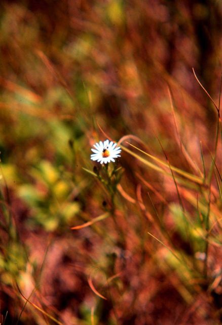 Waquoit Bay National Estuarine Research Reserve Picture