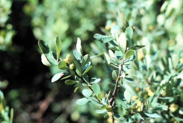 Waquoit Bay National Estuarine Research Reserve Picture