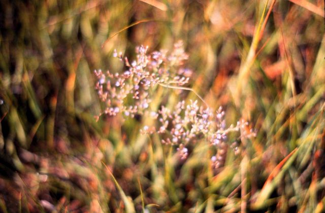 Waquoit Bay National Estuarine Research Reserve Picture