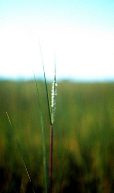 Waquoit Bay National Estuarine Research Reserve Picture