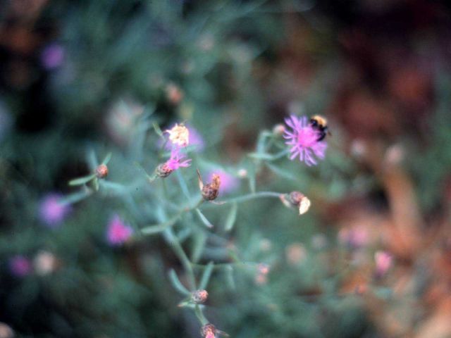 Waquoit Bay National Estuarine Research Reserve Picture