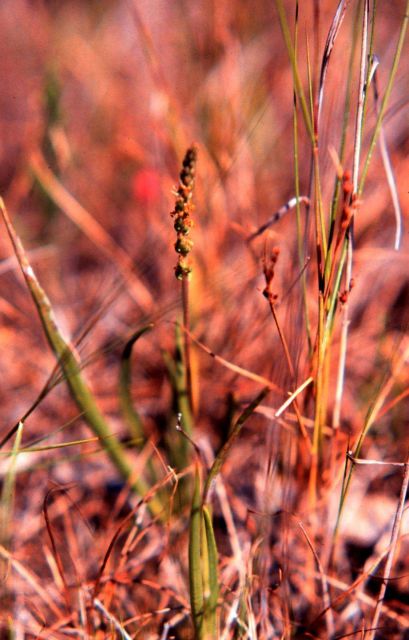 Waquoit Bay National Estuarine Research Reserve Picture