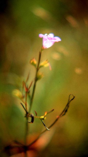 Waquoit Bay National Estuarine Research Reserve Picture
