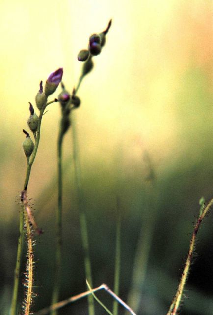 Waquoit Bay National Estuarine Research Reserve Picture