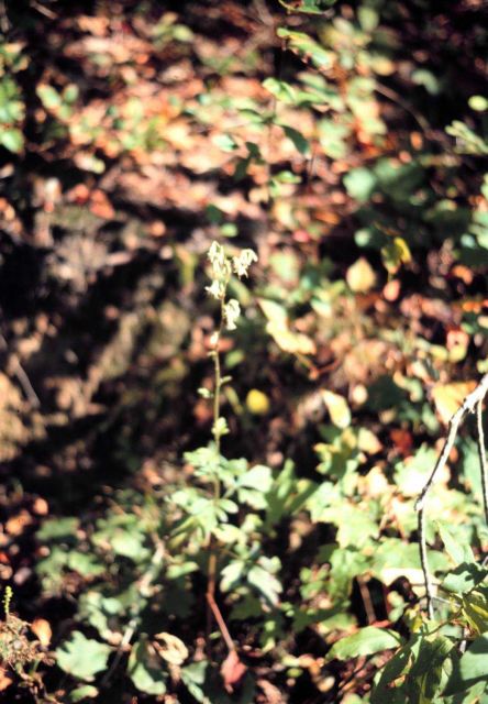 Waquoit Bay National Estuarine Research Reserve Picture