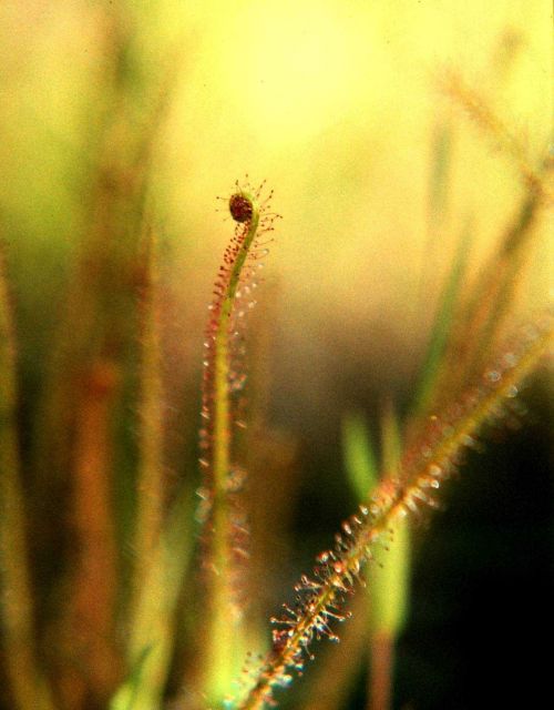Waquoit Bay National Estuarine Research Reserve Picture