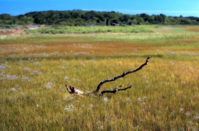 Waquoit Bay National Estuarine Research Reserve Picture