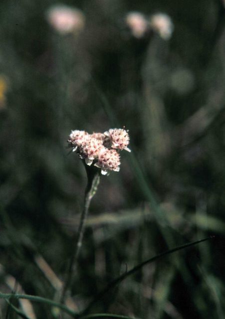 Waquoit Bay National Estuarine Research Reserve Picture