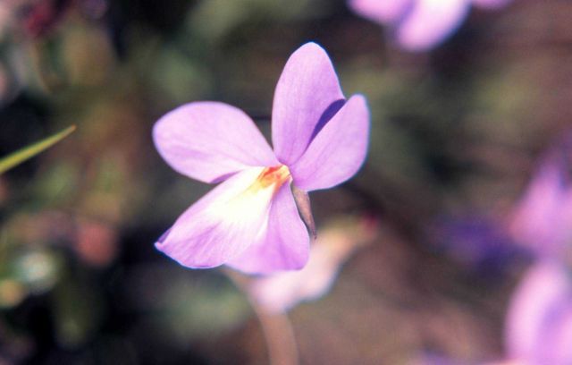 Waquoit Bay National Estuarine Research Reserve Picture