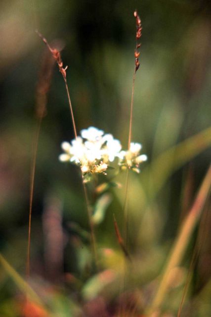 Waquoit Bay National Estuarine Research Reserve Picture