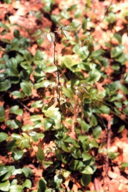 Waquoit Bay National Estuarine Research Reserve Picture