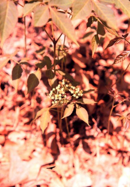Waquoit Bay National Estuarine Research Reserve Picture