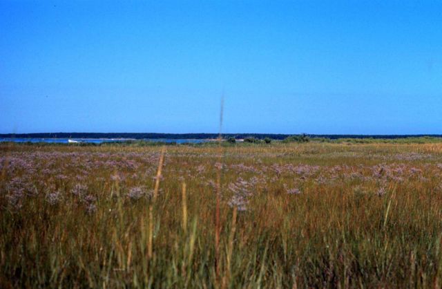 Waquoit Bay National Estuarine Research Reserve Picture