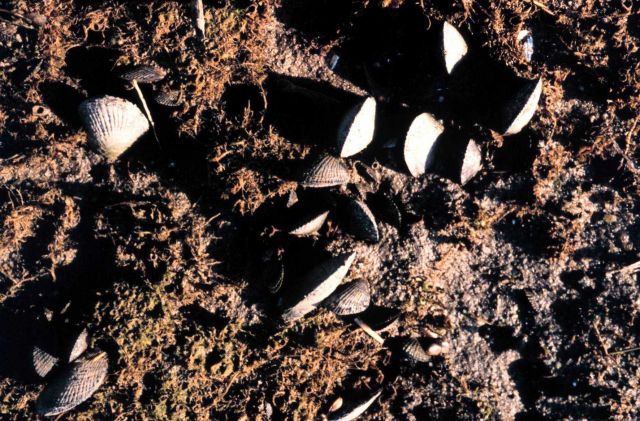 Waquoit Bay National Estuarine Research Reserve Picture