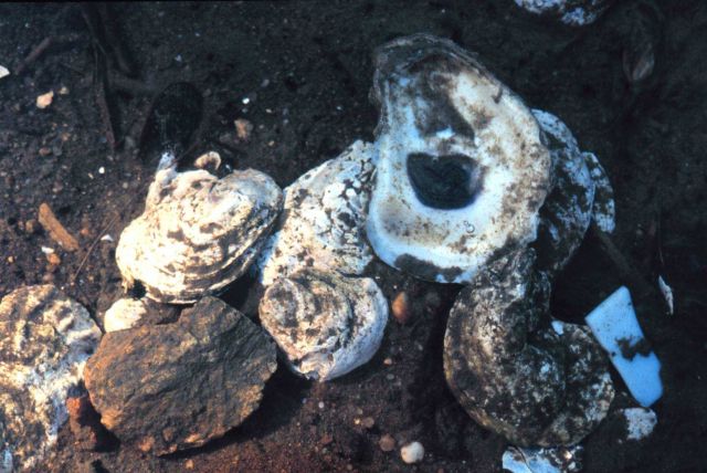 Waquoit Bay National Estuarine Research Reserve Picture