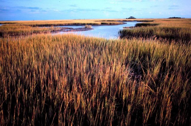 North Inlet - Winyah Bay National Estuarine Research Reserve Picture