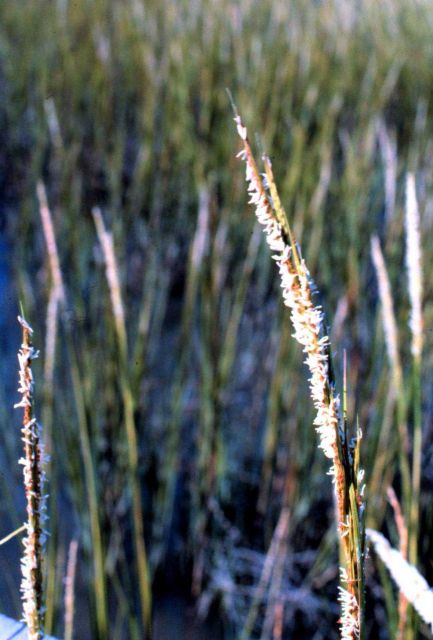 North Inlet - Winyah Bay National Estuarine Research Reserve Picture