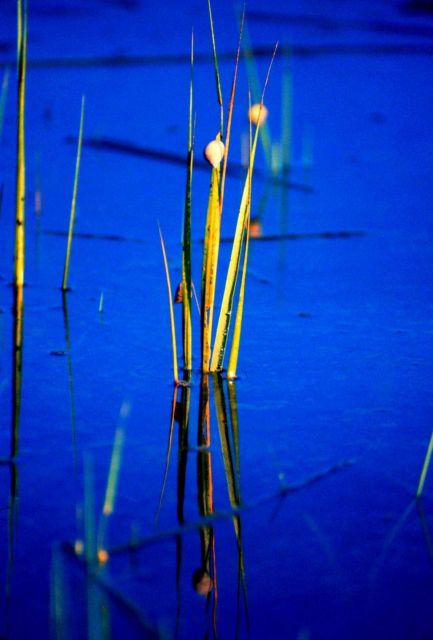 North Inlet - Winyah Bay National Estuarine Research Reserve Picture