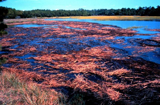 North Inlet - Winyah Bay National Estuarine Research Reserve Picture