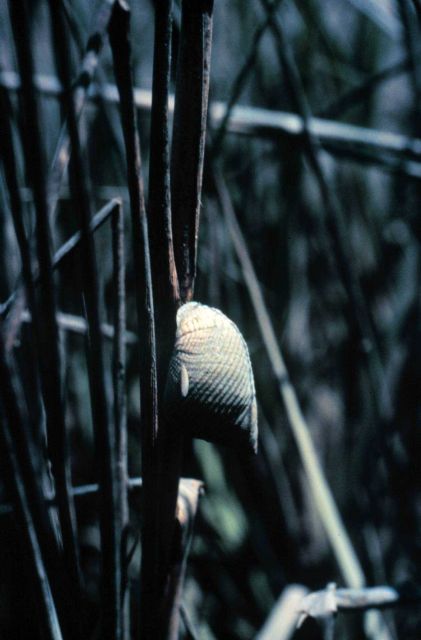 North Inlet - Winyah Bay National Estuarine Research Reserve Picture