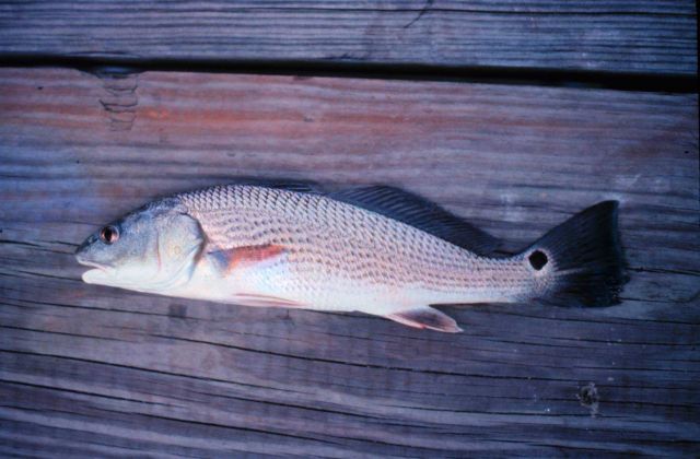 North Inlet - Winyah Bay National Estuarine Research Reserve Picture