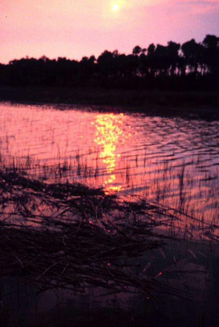 North Inlet - Winyah Bay National Estuarine Research Reserve Picture