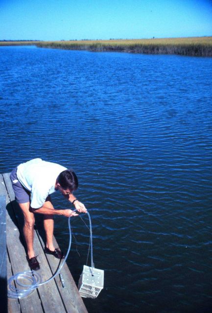 North Inlet - Winyah Bay National Estuarine Research Reserve Picture
