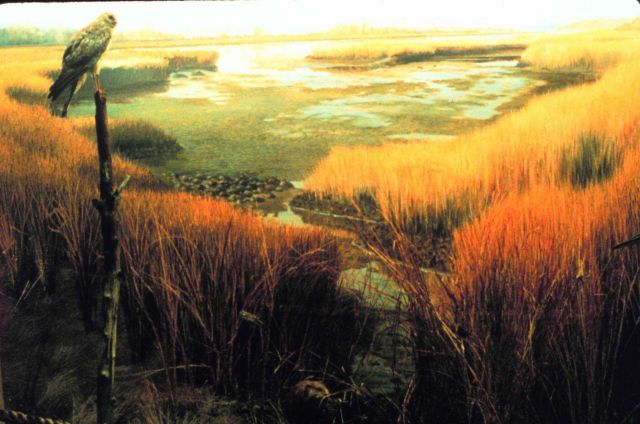 Narragansett Bay National Estuarine Research Reserve A mural of Loggeshall Cove is part of the exhibit at the NERR Learning Center. Picture