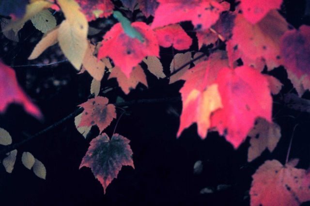 Narragansett Bay National Estuarine Research Reserve The leaves of the red maple - Acer rubrum Picture