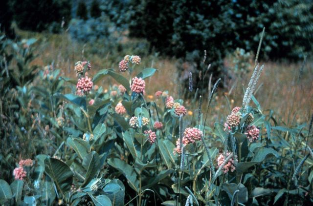 Narragansett Bay National Estuarine Research Reserve Milkweed - Asclepias syriaca. Picture