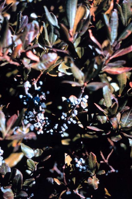 Narragansett Bay National Estuarine Research Reserve Bayberry - Myrica pensylvanica Picture