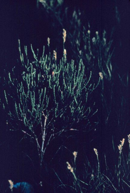 Narragansett Bay National Estuarine Research Reserve Glasswort - Salicornia europaea Picture