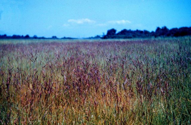 Narragansett Bay National Estuarine Research Reserve Saltmarsh cordgrass or marsh hay - Spartina patens Picture
