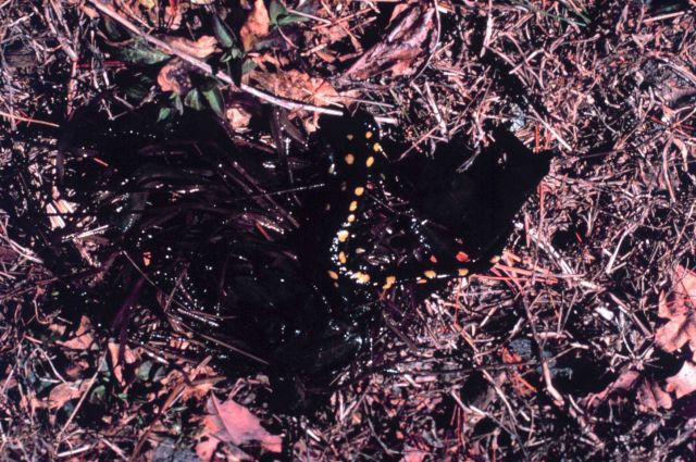Narragansett Bay National Estuarine Research Reserve Look close to see the spotted salamander - Ambystoma maculatum. Picture