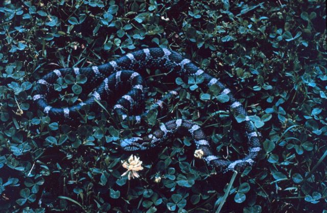 Narragansett Bay National Estuarine Research Reserve Eastern milksnake - Lampropeltis triangulum triangulum Picture