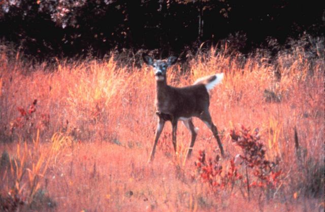 Narragansett Bay National Estuarine Research Reserve White-tailed deer - Odocoileus virginianus Picture