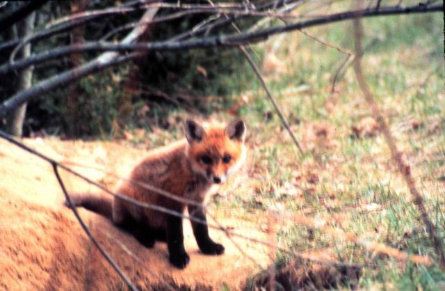 Narragansett Bay National Estuarine Research Reserve Red fox - Vulpes vulpes Picture